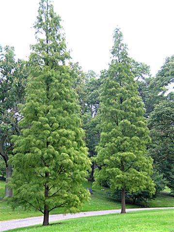 Pond Cypress trees